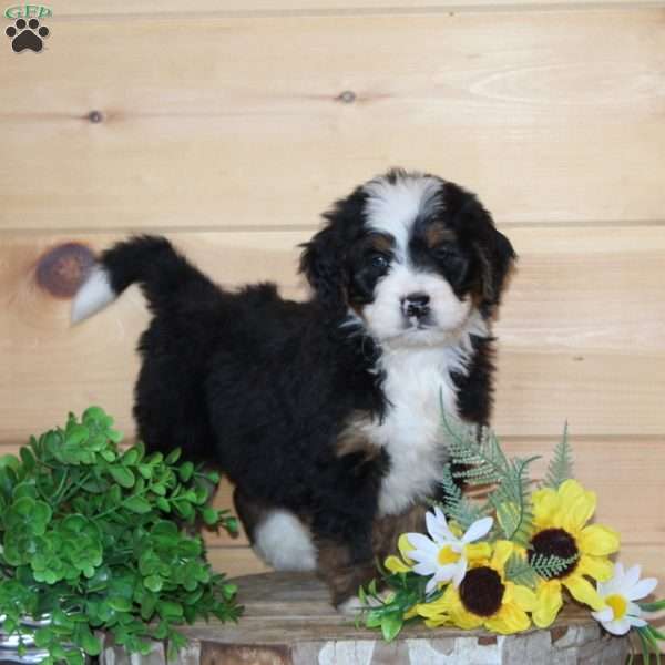 Lively – F1, Bernedoodle Puppy